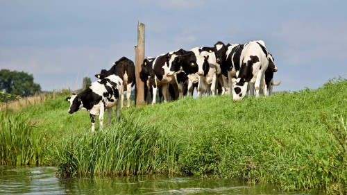 Groep Zwart Witte Koeien Dichtbij Rivier, 25 mei 2017.